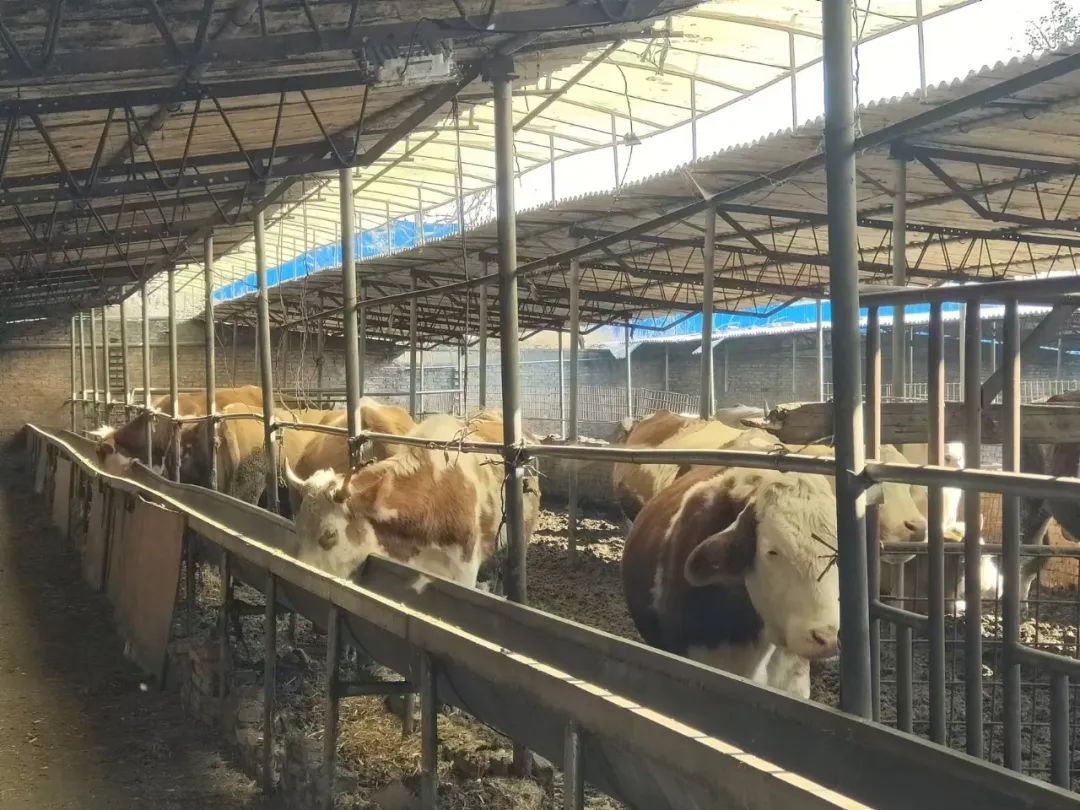 1732154967693085463.jpg 1732154967693085463.jpg